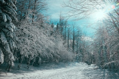 光秃秃的树被雪覆盖